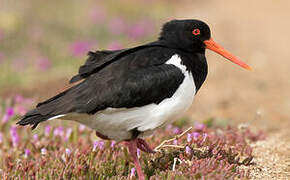 Pied Oystercatcher