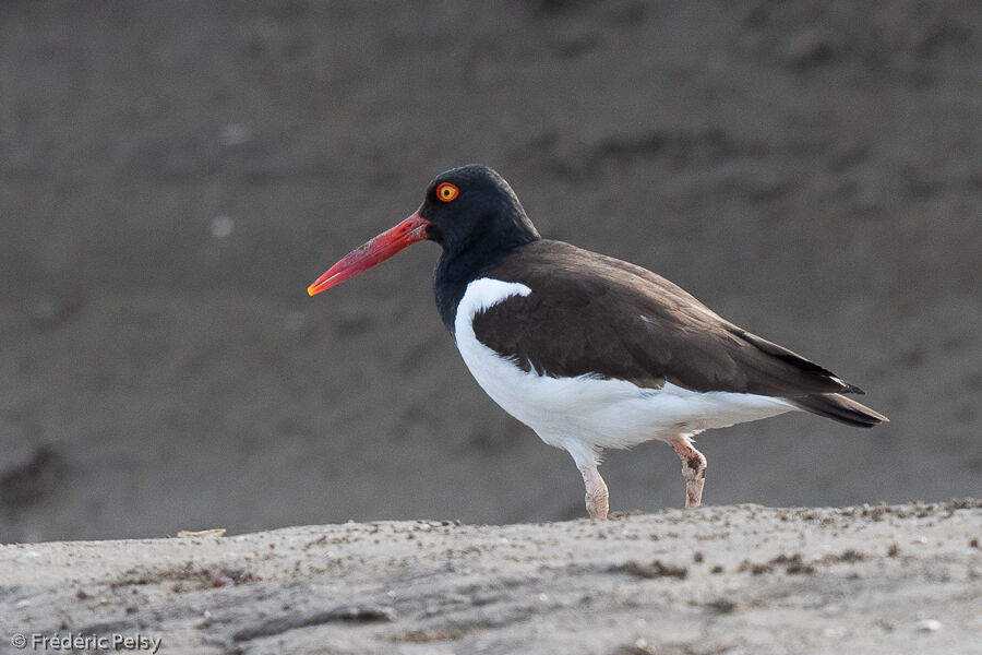 American Oystercatcher