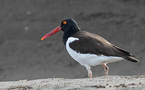 American Oystercatcher