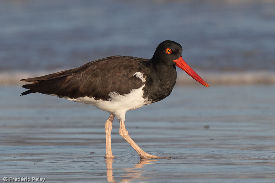 American Oystercatcher