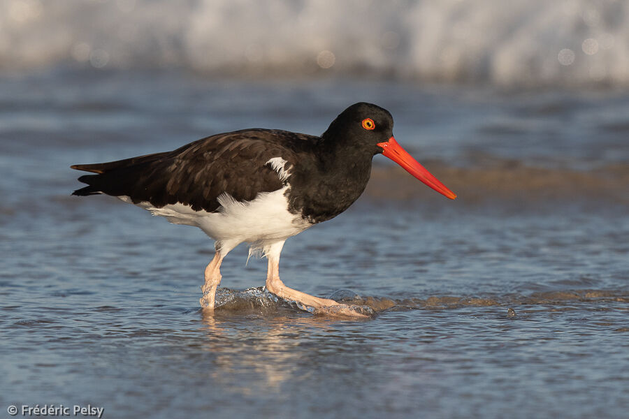 American Oystercatcher