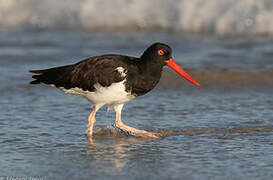 American Oystercatcher