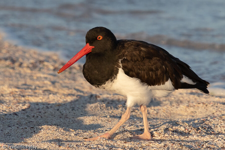 American Oystercatcher