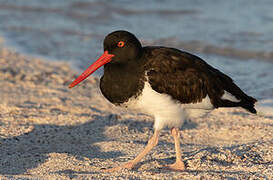 American Oystercatcher