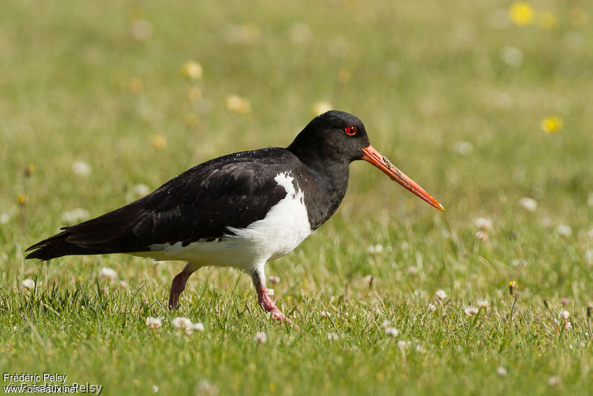 South Island Oystercatcheradult, identification