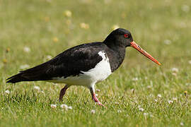 South Island Oystercatcher