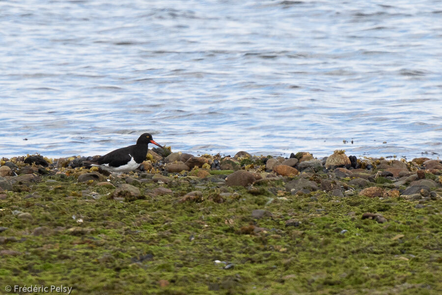 Magellanic Oystercatcher