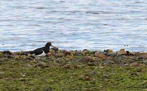 Magellanic Oystercatcher