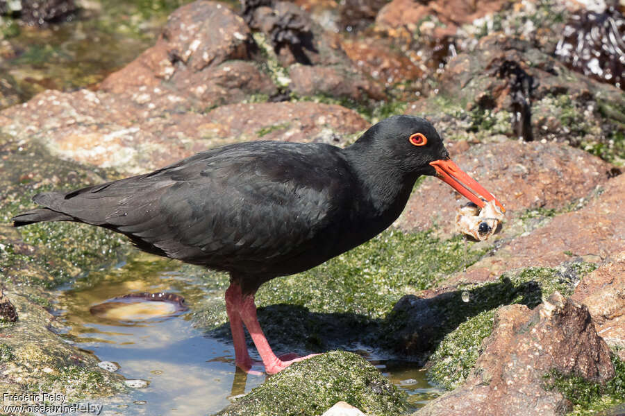 African Oystercatcheradult, eats