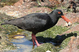 African Oystercatcher