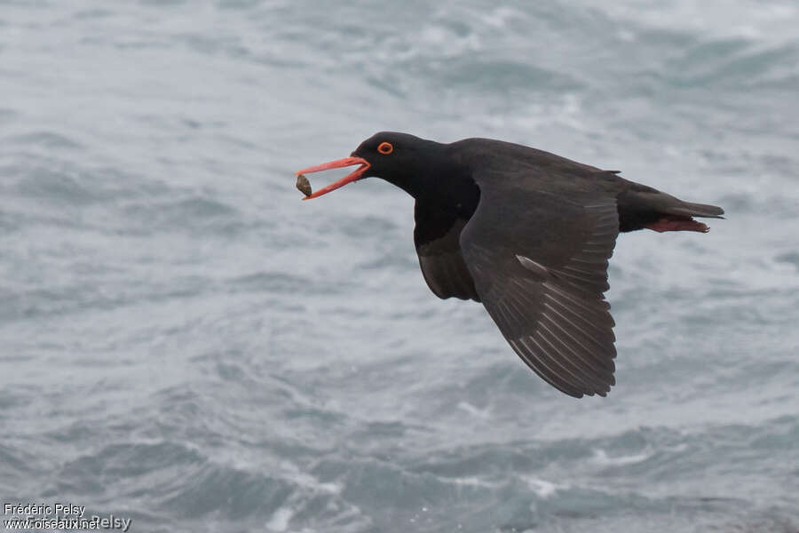 African Oystercatcheradult, Flight, feeding habits, eats