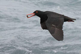 African Oystercatcher