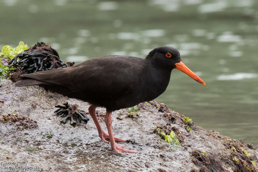 Sooty Oystercatcheradult