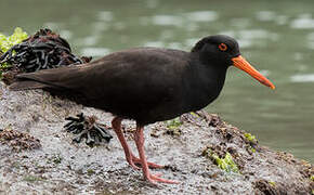 Sooty Oystercatcher