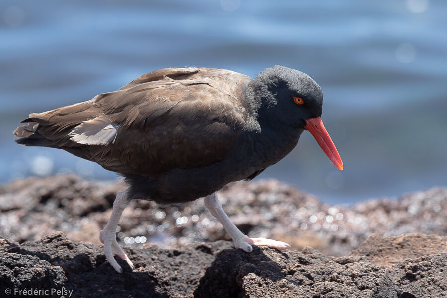 Blackish Oystercatcher