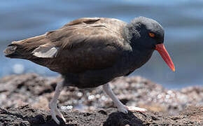 Blackish Oystercatcher