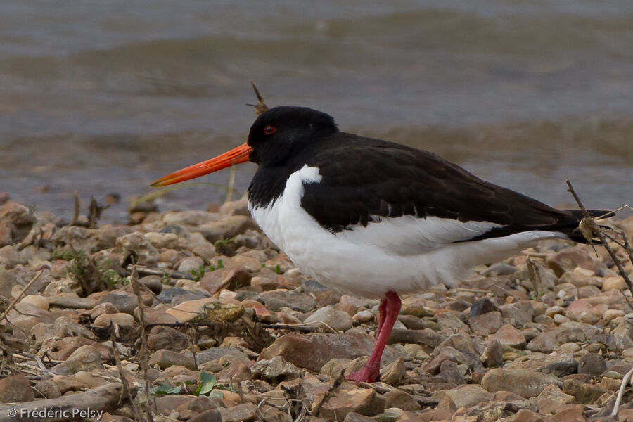 Eurasian Oystercatcheradult breeding