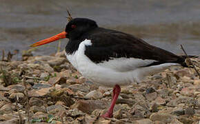 Eurasian Oystercatcher