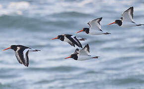 Eurasian Oystercatcher