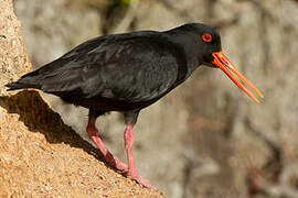 Variable Oystercatcher