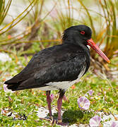 Variable Oystercatcher