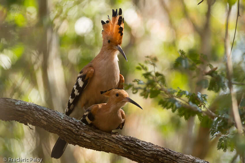 Huppe de Madagascar 