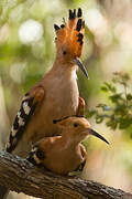 Madagascan Hoopoe