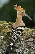 Eurasian Hoopoe