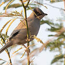 Hypocolius gris