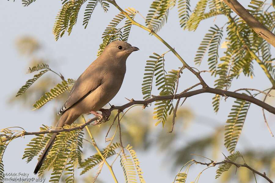 Grey Hypocolius female adult, identification