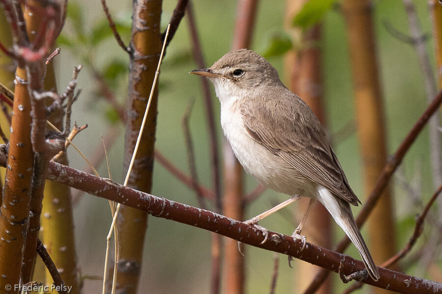 Booted Warbler