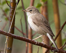 Booted Warbler