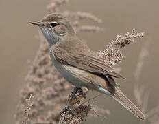 Booted Warbler