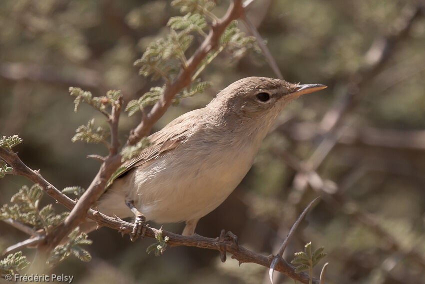 Eastern Olivaceous Warbler