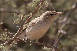 Eastern Olivaceous Warbler