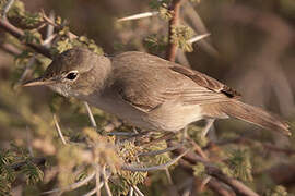 Eastern Olivaceous Warbler