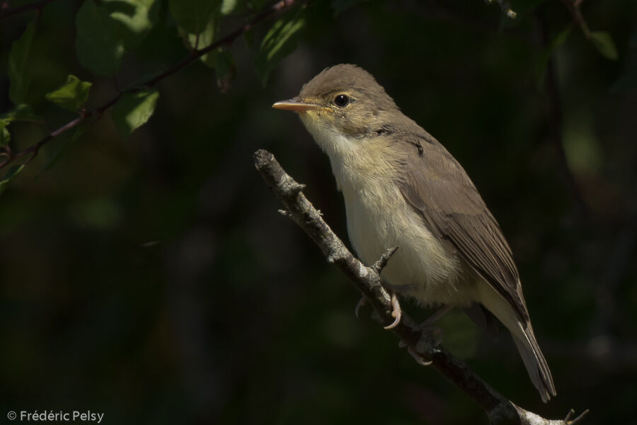 Melodious Warblerjuvenile