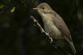 Melodious Warbler