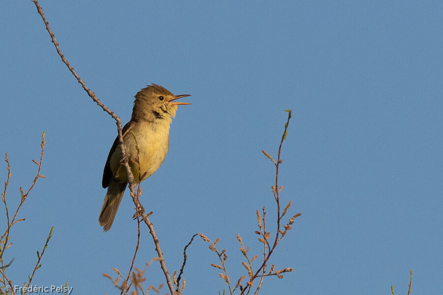 Melodious Warbler