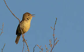 Melodious Warbler