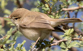 Sykes's Warbler