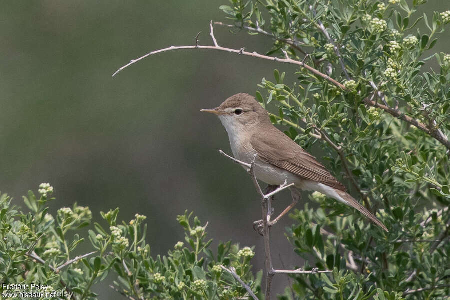 Sykes's Warbleradult breeding, identification