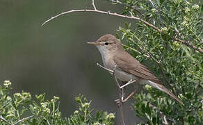 Sykes's Warbler