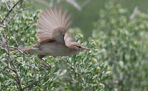 Sykes's Warbler