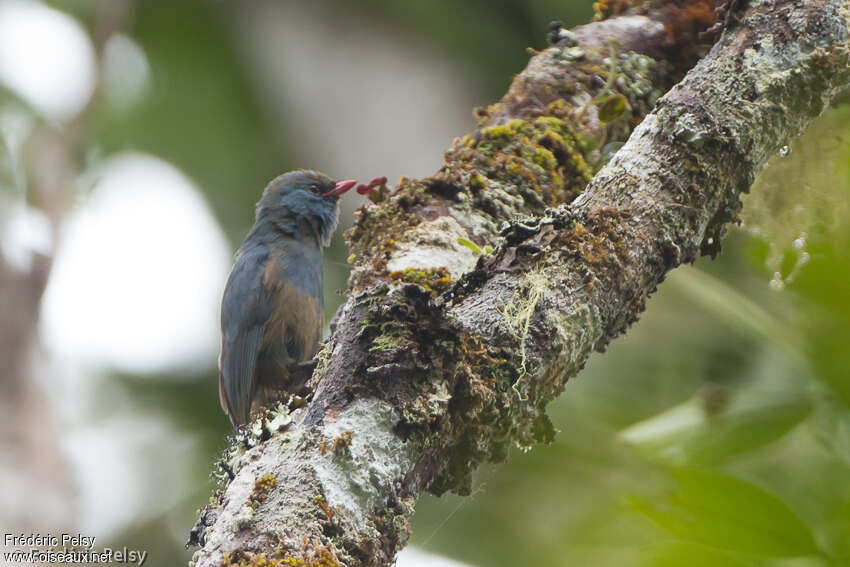 Nuthatch Vangaadult