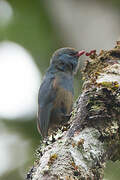 Nuthatch Vanga