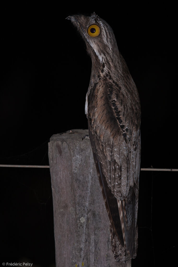Common Potoo