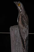 Common Potoo