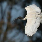 Ibis à cou noir