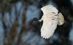 Ibis à cou noir